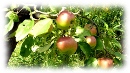 Gartenfoto