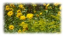 Gartenfoto